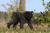 BOUVIER DES FLANDRES 288